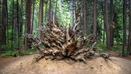 Roots and trunk of a fallen Sequoia tree in Yosemite National Park, a stunning natural wonder located in California's Sierra Nevada mountains.