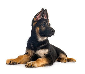 young german shepherd