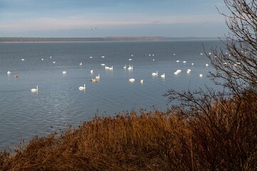 An der Küste der Insel Rügen leben tausende von Schwänen - Sie bevorzugen wegen des Nahrungsangebotes Küstenstreifen mit Schilfbewuchs