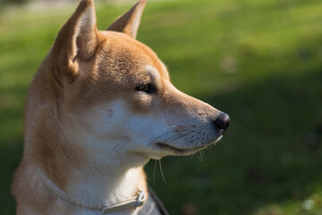 puppy dog ​​breed japanese shiba inu