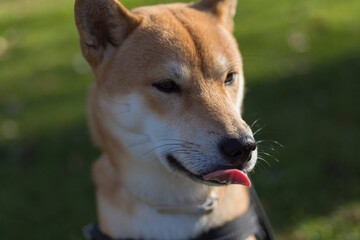 puppy dog ​​breed japanese shiba inu