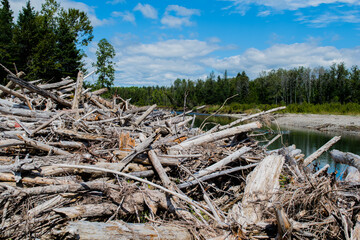 river with lots of tree trunk in water. Natural wooden dam. Pile of wood
