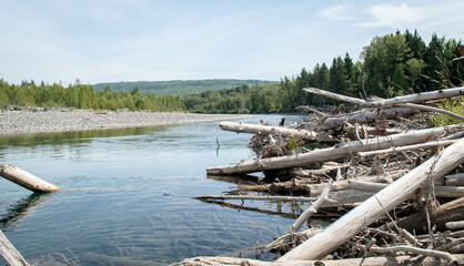 Fototapeta na wymiar river with lots of tree trunk in water. Natural wooden dam. Pile of wood