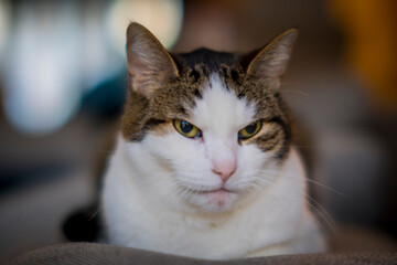 close-up shot of a cat, domestic pet