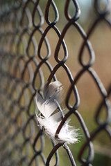 Feather on the wire netting. Desire for freedom and cage