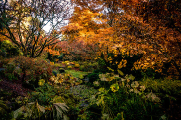 Autumnal Garden