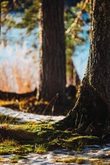 Trees in front of a lake close up