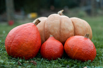 Citrouille et potimarron pos&eacute;s sur l'herbe.