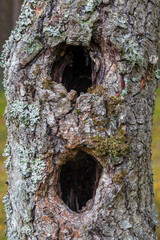 Beautiful Forest 9 - two woodpecker holes on top of each other in the trunk of an old birch