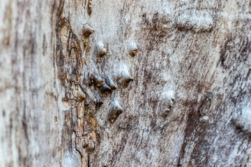 Bark texture of old tree wood pattern detail, macro photography
