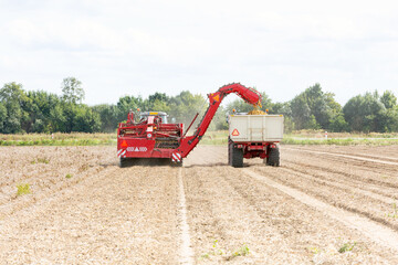 Harvesting potatoes with tractors from the field