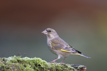 Fototapeta premium common greenfinch