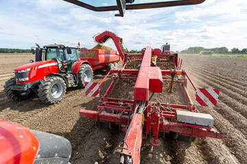 Fototapeta premium Harvesting potatoes with tractors from the field