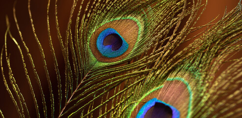 peacock feather on background of velvet