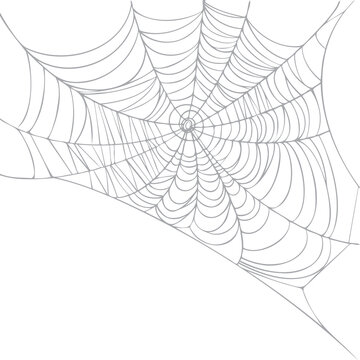 Spider web isolated on white background. Realistic hand drawn line sketch. Halloween spooky cobwebs. Outline black png illustration