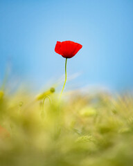 Red poppy flower in a field of barley on a clear blue sky backdrop