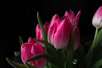 Pink tulip flowers bouquet on dark background 