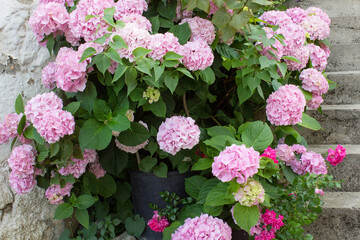 Pink hortensia flowering plant on stone stairs of house 