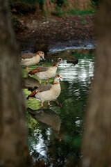 Three wild ducks in the pond