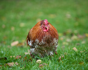 Red cock resting in grass of garden
