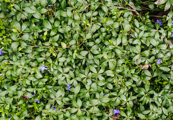 Background, texture of green foliage and purple flowering periwinkle flowers. Photography of nature.
