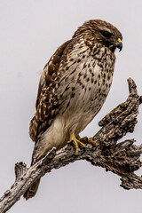 Hawk
