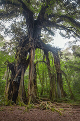 big giant tree at Bali botanical garden. spooky old giant tree background