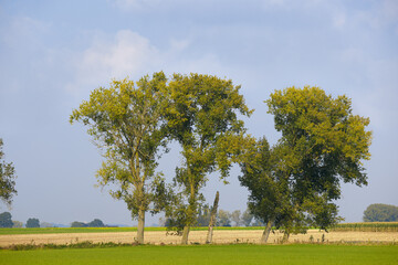 Rural landscape with trees and meadow in Flemish Ardennes Belgium