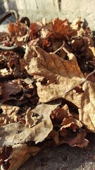 autumn leaves in winter