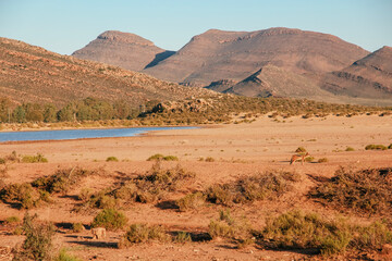 African Desert Safari 