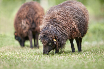 Brown female ouessant sheep ewes grazing
