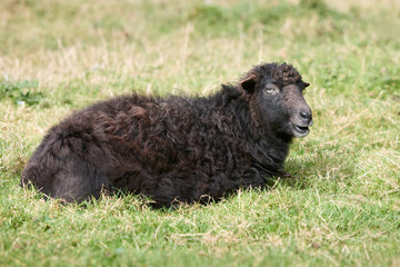 Black brown ouessant sheep ewe lays in grass