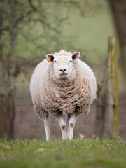 Naklejka na ściany i meble Front view of white Flemish sheep in meadow