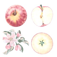 A branch of an apple tree blooming with flowers, buds and leaves, a whole apple and a half with seeds on a white background, isolated, digital drawing.