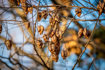 Golden rain tree seed pods close up shot