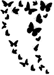 Flock of silhouette black butterflies on white background. Vector