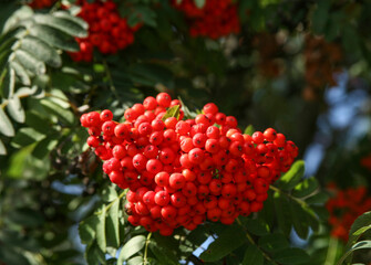 Red ripe rowan