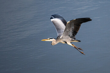 A grey heron (Ardea cinerea) flying over the water - obrazy, fototapety, plakaty