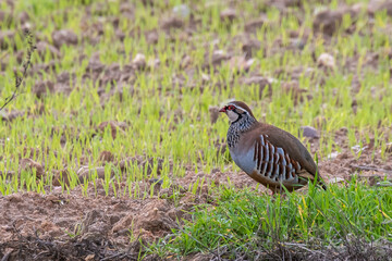 A partridge is seen in a hunting field 