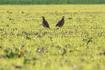 Obraz na płótnie Canvas A couple of partridges are seen in a field