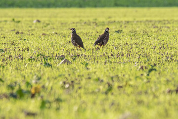 A couple of partridges are seen in a field
