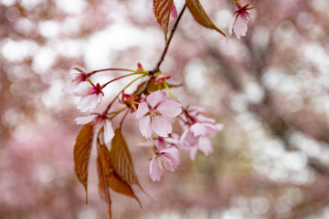 Pretty cherry blossom in spring
