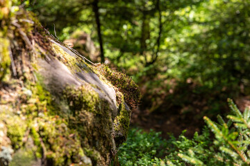 mossy rock in forest with blurred trees in background lit by sunlight