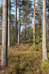 Fototapeta premium pine forest in the autumn