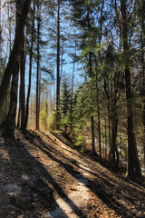 Small hiking path in the woods