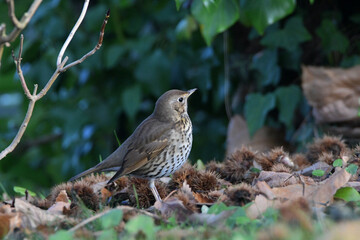 Grive musicienne dans un arbre