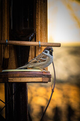 sparrow on a birdfeeder