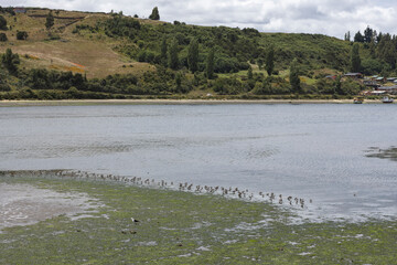 Landscape while low tide at Castro on Chiloé (Isla Grande de Chiloé) in Chile 
