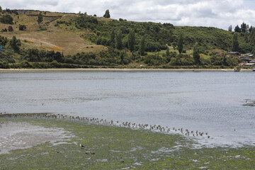 Landscape while low tide at Castro on Chiloé (Isla Grande de Chiloé) in Chile 