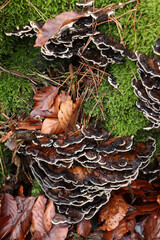 Dead leaves on and around a tree stump covered in moss with brown and white mushrooms growing on it in the Palatinate Forest of Germany.